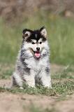 CHIEN FINNOIS DE LAPONIE 491